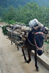 Chevaux utilisés pour transporter bois, riz, thé et autres marchandise sur les routes du Yunnan