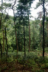 Wang Bing Garden in the heart of the forest