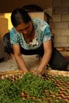 Travail artisanal des feuilles de Shen Tai Cha à la ferme