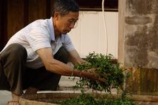 Travail artisanal des feuilles de Shen Tai Cha à la ferme