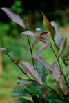 Tea leaves in Yi Wu