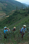 Cueilleuses de thés Bulang à Bang Xie