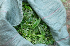 Tea leaves freshly picked Xie Bang 