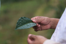 Grande feuilles de thé à Bang Xie