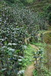  Tea Garden in Bang Xie 