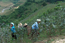 Jardin à thé à Bang Xie