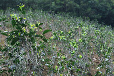 Tea Garden in Bang Xie 