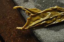 Exemple de feuille agée dans un puerh <span class='translation'>(Pu Er tea)</span> Copyright Sébastien Vacuithé