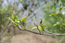 Feuille de thé sur l'arbre