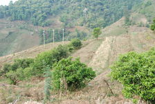 Few old trees that have survived in the midst of fields