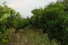 Jardin à thé à Gong Nong