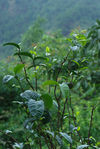  Tea Garden in Shahe