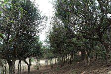 Vieux arbres à Nanmei
