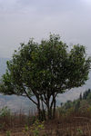 Vieux arbres à Nanmei