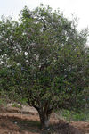 Vieux arbres à Nanmei