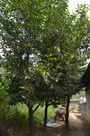 Old tea plants in a garden of Da Xing