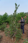 Young wild tea tree in the garden of Li Wen Quan