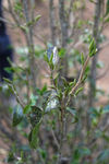 Young wild tea tree in the garden of Li Wen Quan