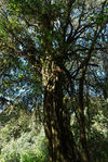 Gigantesque arbre qui émerge de la foret de Da Xue Shan