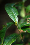 Bud tea savage in the forest of Da Xue Shan