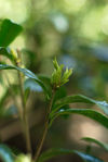 Bud tea savage in the forest of Da Xue Shan