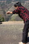 Drying of wild white buds