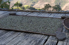 Drying of wild white buds