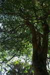 Big wild tea tree in the forest of Da Xue Shan