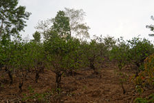 Arbres moins anciens à Xiao Hu Sai