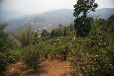 Arbres moins anciens à Xiao Hu Sai