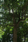 Big wild tea tree in the forest of Da Xue Shan