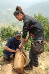 Li Cai in the tea gardens