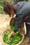 Li Cai in the tea gardens