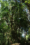 Close wild tea tree in the forest of Da Xue Shan