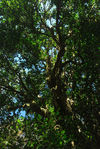 Big wild tea tree in the forest of Da Xue Shan