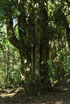 Big wild tea tree in the forest of Da Xue Shan