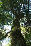 Big wild tea tree in the forest of Da Xue Shan