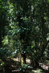 Théier sauvage dans la foret de Da Xue Shan