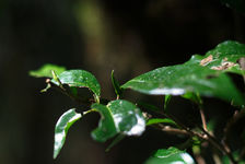 Wild Tea Tree in Da Xue Shan drill