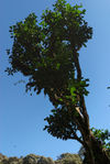 Large wild tea tree in Da Xue Shan