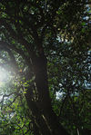 Large wild tea tree in Da Xue Shan