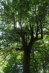 Large wild tea tree in Da Xue Shan