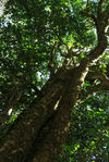 Large wild tea tree in Da Xue Shan