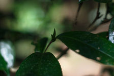 Seedling on a wild tea tree Da Xue Shan