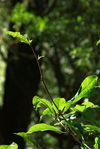 Seedling on a wild tea tree Da Xue Shan