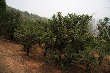 Dans les jardins anciens de Xiao Hu Sai