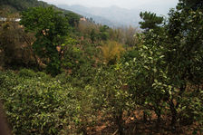 Dans les jardins anciens de Xiao Hu Sai