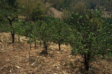 Jardins de l'ère communiste de Xiao Hu Sai