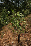 Jeunes arbres sur des racines anciennes