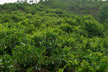 Tea Garden in Da Sai Hu